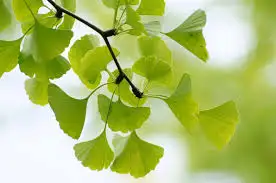 Schisandra Ingredient